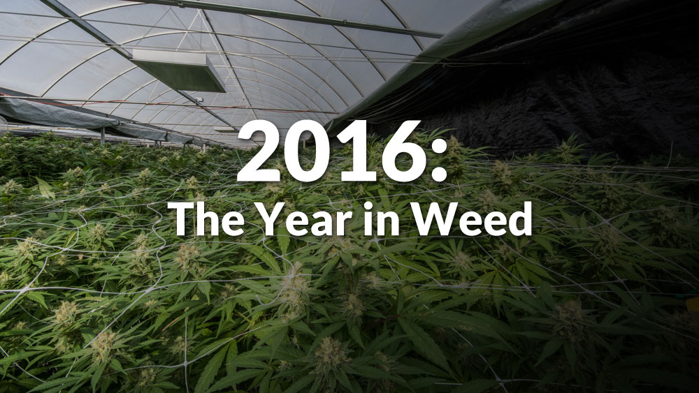 2016: The Year in Weed