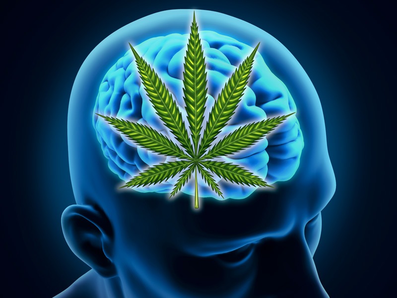 Marijuana Boosts Memory in Aging Brains