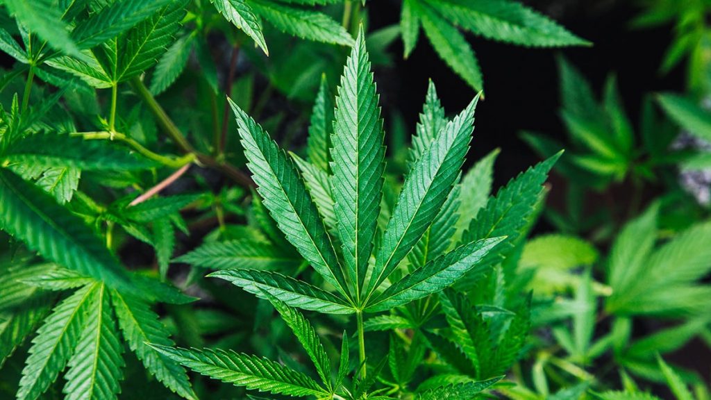 Marijuana Legalization Trending to Consensus in U.S.: Reaches 62% Support