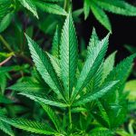 Marijuana Legalization Trending to Consensus in U.S.: Reaches 62% Support
