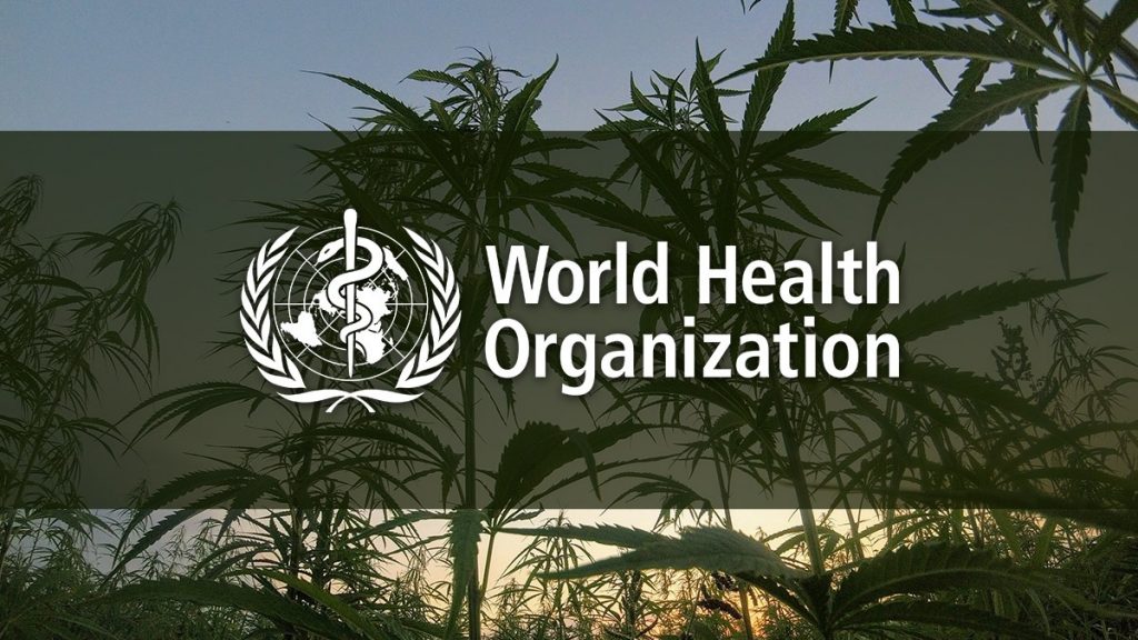 World Health Organization Won’t Regulate CBD, Recommends Rescheduling Cannabis