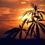 July Cannabis Roundup