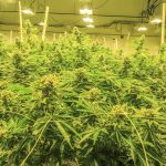 Cannabis News: February 2020